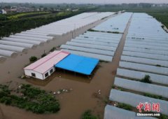 农业农村部派专家组赴河南河北指导灾后农业出产规