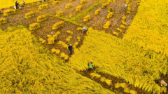 十月稻田2021“迎新季” 新鲜新米新上市