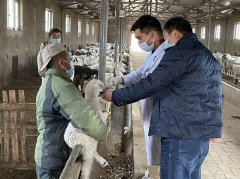 英吉沙县：成长畜牧养殖 拓宽致富阶梯